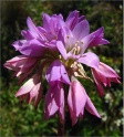 sm 534 Coast Onion